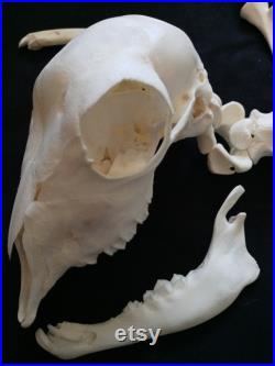 Squelette d agneau mort-né