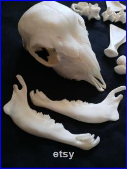 Squelette d agneau mort-né