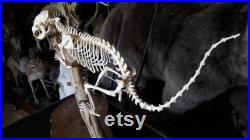 Squelette de Coati roux , Nasua nasua