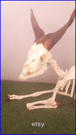 Squelette de Girgentana juvénile