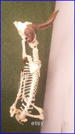 Squelette de Girgentana juvénile