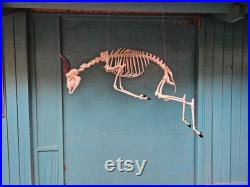 Squelette de Springbok Antidorcas marsupialis