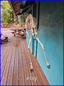 Squelette de Springbok Antidorcas marsupialis