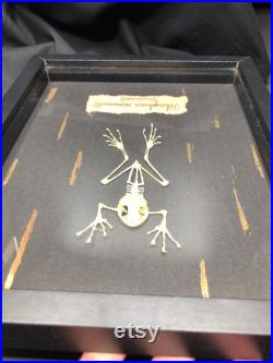 Squelette de grenouille et feuille de cuivre