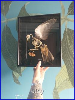 Squelette de grive de chant encadré avec papillon de nuit fait à la main, histoire naturelle, nature, oiseaux, ostéologie, os, bizarrerie, curiosité, insecte, plumes, cadeau