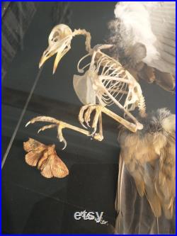 Squelette de grive de chant encadré avec papillon de nuit fait à la main, histoire naturelle, nature, oiseaux, ostéologie, os, bizarrerie, curiosité, insecte, plumes, cadeau