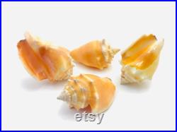 Strombus Pugilis, coquillage orange, cabinet de curiosité, coquillage rare, strombe, joli coquillage, petit coquillage, collection