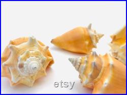 Strombus Pugilis, coquillage orange, cabinet de curiosité, coquillage rare, strombe, joli coquillage, petit coquillage, collection