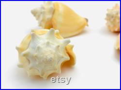 Strombus Pugilis, coquillage orange, cabinet de curiosité, coquillage rare, strombe, joli coquillage, petit coquillage, collection