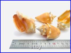 Strombus Pugilis, coquillage orange, cabinet de curiosité, coquillage rare, strombe, joli coquillage, petit coquillage, collection