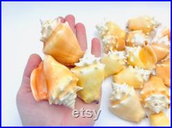 Strombus Pugilis, coquillage orange, cabinet de curiosité, coquillage rare, strombe, joli coquillage, petit coquillage, collection