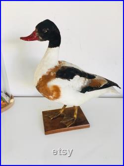 Superbe Canard Naturalisé Tadorne de Bellon -Taxidermie vintage 40 cm