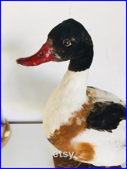 Superbe Canard Naturalisé Tadorne de Bellon -Taxidermie vintage 40 cm