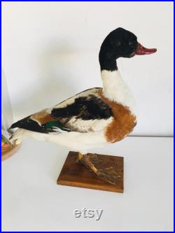 Superbe Canard Naturalisé Tadorne de Bellon -Taxidermie vintage 40 cm