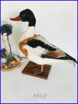 Superbe Canard Naturalisé Tadorne de Bellon -Taxidermie vintage 40 cm