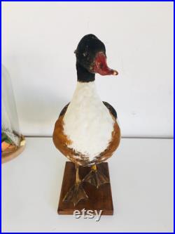 Superbe Canard Naturalisé Tadorne de Bellon -Taxidermie vintage 40 cm