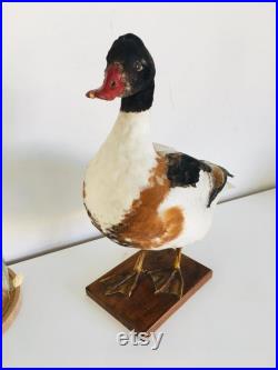 Superbe Canard Naturalisé Tadorne de Bellon -Taxidermie vintage 40 cm
