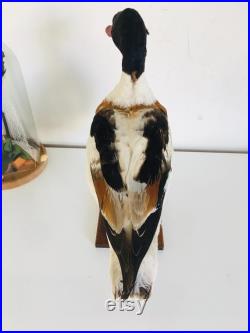 Superbe Canard Naturalisé Tadorne de Bellon -Taxidermie vintage 40 cm