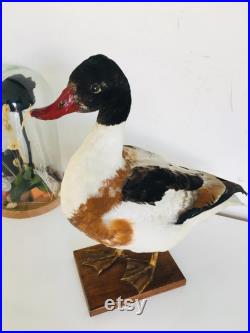 Superbe Canard Naturalisé Tadorne de Bellon -Taxidermie vintage 40 cm