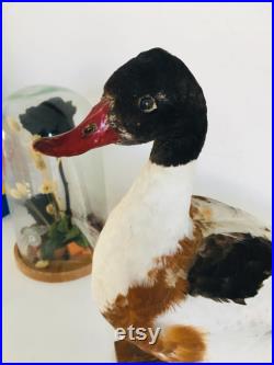 Superbe Canard Naturalisé Tadorne de Bellon -Taxidermie vintage 40 cm