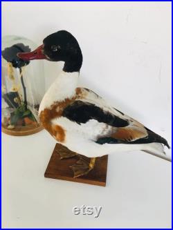 Superbe Canard Naturalisé Tadorne de Bellon -Taxidermie vintage 40 cm