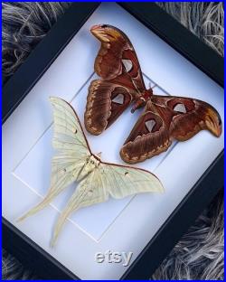 Superbe duo Real Moth, Atlas Moth And luna Moth duo, Real Moths, insect taxidermy, Moths, bizarreries, taxidermie, luna moth, Atlas Moth
