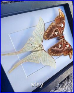 Superbe duo Real Moth, Atlas Moth And luna Moth duo, Real Moths, insect taxidermy, Moths, bizarreries, taxidermie, luna moth, Atlas Moth