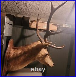 Superbe, imposant et ancien trophée massacre de Cerf Huit Corps taxidermie TBE