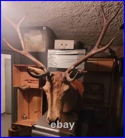 Superbe, imposant et ancien trophée massacre de Cerf Huit Corps taxidermie TBE