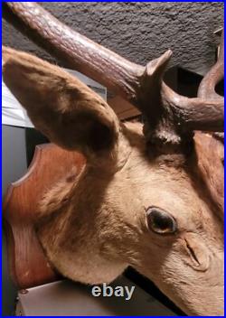 Superbe, imposant et ancien trophée massacre de Cerf Huit Corps taxidermie TBE