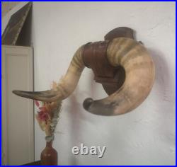 Superbe trophée ancien massacre taureau taxidermie Chasse Cabinet De Curiosité