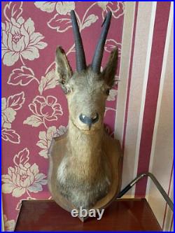 TAXIDERMIE FANTASTIQUE TÊTE DE CHÈVRE Trophée De Chasse