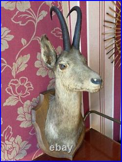 TAXIDERMIE FANTASTIQUE TÊTE DE CHÈVRE Trophée De Chasse