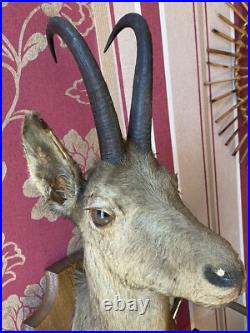 TAXIDERMIE FANTASTIQUE TÊTE DE CHÈVRE Trophée De Chasse