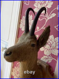 TAXIDERMIE FANTASTIQUE TÊTE DE CHÈVRE Trophée De Chasse