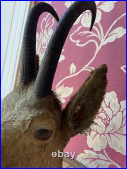 TAXIDERMIE FANTASTIQUE TÊTE DE CHÈVRE Trophée De Chasse