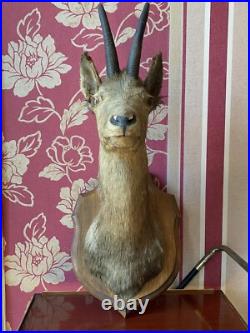 TAXIDERMIE FANTASTIQUE TÊTE DE CHÈVRE Trophée De Chasse
