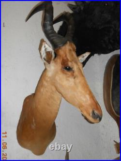 TROPHÉE TAXIDERMIE BUBALE chasse INSOLITE CURIOSITÉ DECO