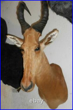 TROPHÉE TAXIDERMIE BUBALE chasse INSOLITE CURIOSITÉ DECO