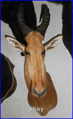 TROPHÉE TAXIDERMIE BUBALE chasse INSOLITE CURIOSITÉ DECO