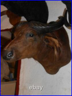 TROPHÉE TAXIDERMIE BUFFLE chasse INSOLITE CURIOSITÉ DECO