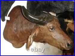 TROPHÉE TAXIDERMIE BUFFLE chasse INSOLITE CURIOSITÉ DECO