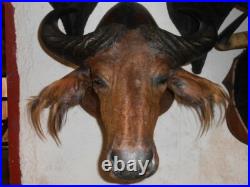TROPHÉE TAXIDERMIE BUFFLE chasse INSOLITE CURIOSITÉ DECO