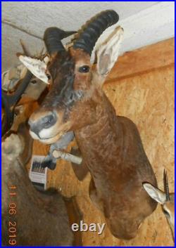 TROPHÉE TAXIDERMIE DAMALISQUE chasse INSOLITE CURIOSITÉ DECO