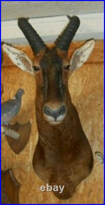 TROPHÉE TAXIDERMIE DAMALISQUE chasse INSOLITE CURIOSITÉ DECO