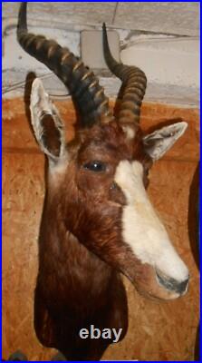 TROPHÉE TAXIDERMIE DAMALISQUE front blanc chasse INSOLITE CURIOSITÉ DECO