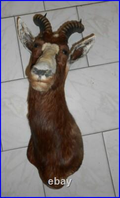 TROPHÉE TAXIDERMIE DAMALISQUE front blanc chasse INSOLITE CURIOSITÉ DECO