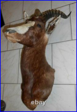 TROPHÉE TAXIDERMIE DAMALISQUE front blanc chasse INSOLITE CURIOSITÉ DECO