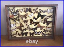 Tableau Cadre Papillons Taxidermie Collection Cabinet De Curiosites