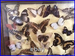 Tableau Cadre Papillons Taxidermie Collection Cabinet De Curiosites